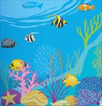 海洋生物图片