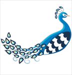孔雀图片