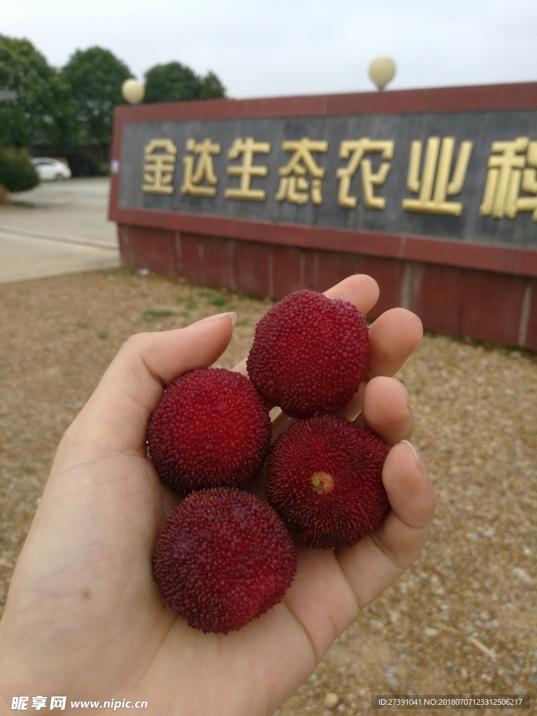 杨梅