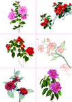 082山茶花