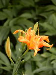 萱草花