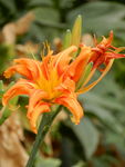 萱草花