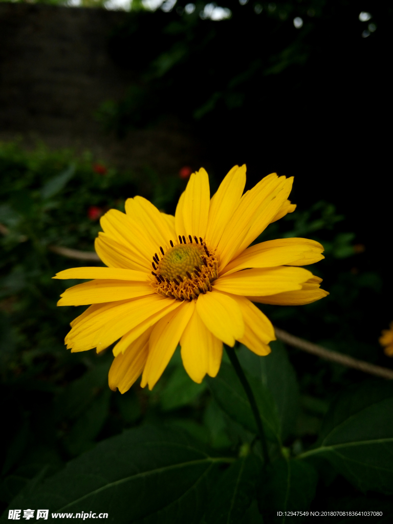 黄色野花摄影