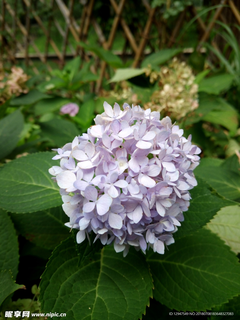紫色野花摄影