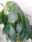 办公摆设植物 鸭脚树 植物 树