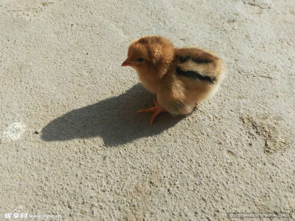 小鸡