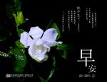 栀子花早安图