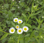 雏菊
