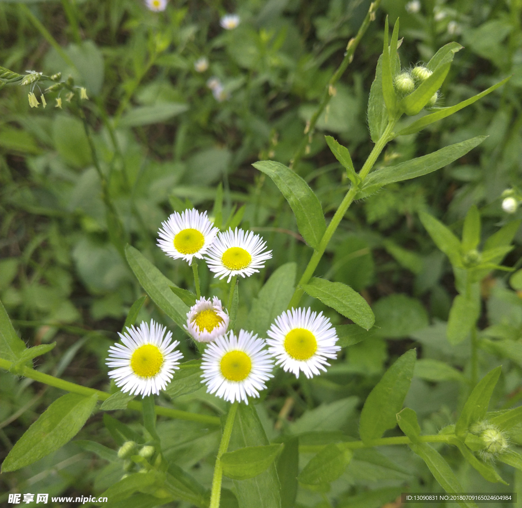 雏菊