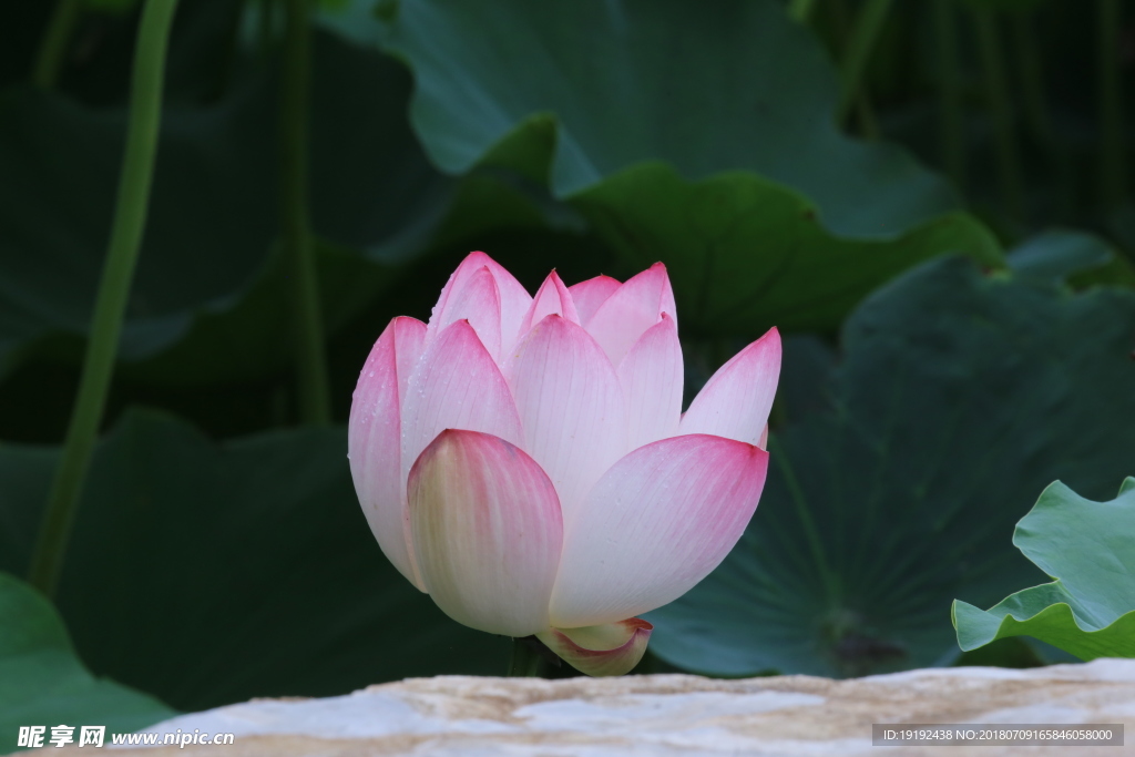 荷叶荷花