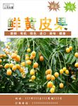 黄皮果海报