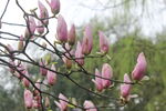 玉兰花