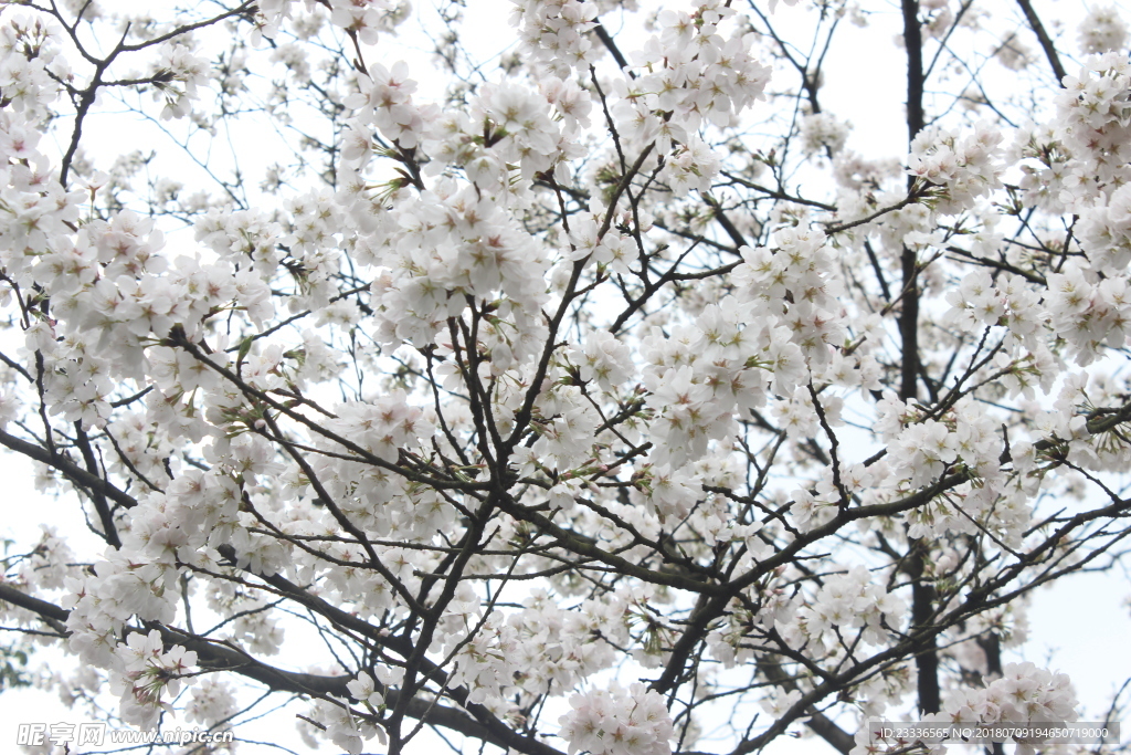 樱花