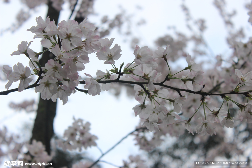 樱花