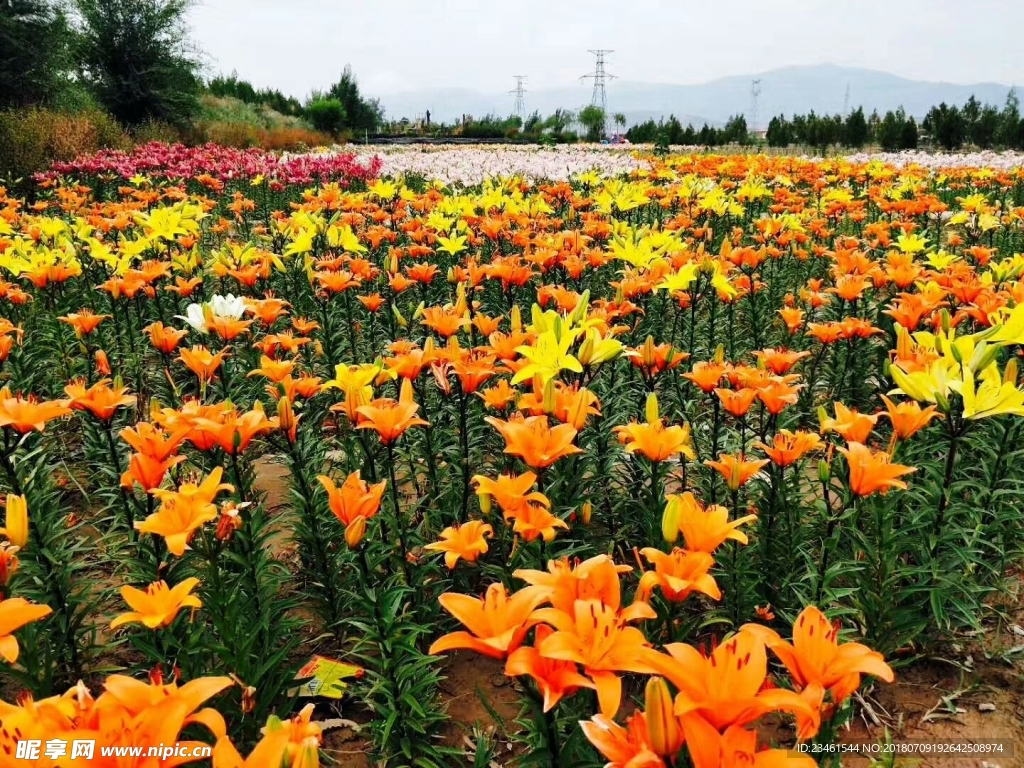 花海