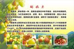 酥脆枣 鲜枣 农业 产品 介绍
