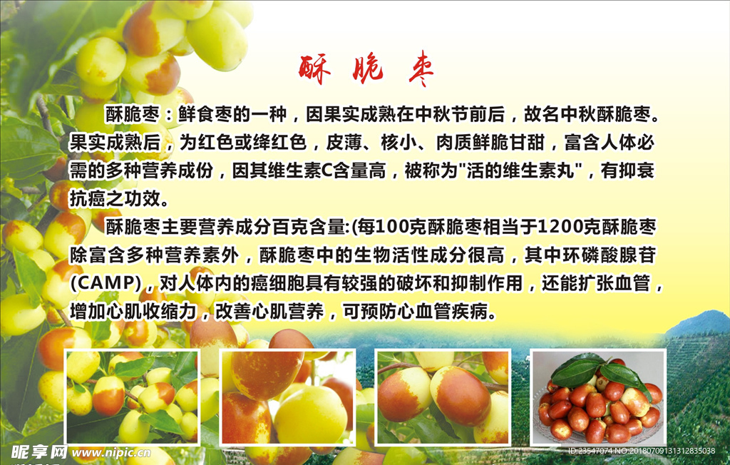 酥脆枣 鲜枣 农业 产品 介绍
