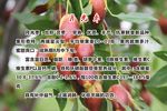月光枣 鲜枣 农业 产品 介绍