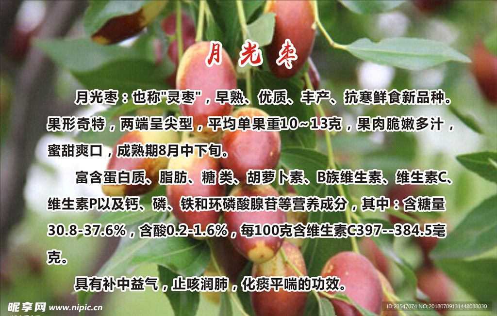 月光枣 鲜枣 农业 产品 介绍