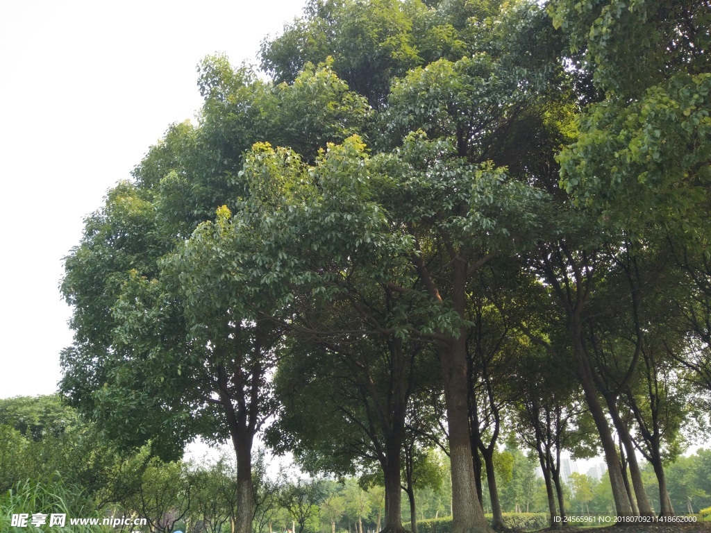 树林