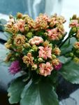 长寿花