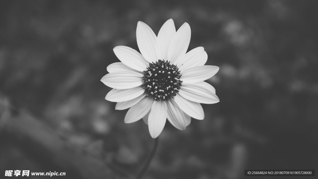 雏菊