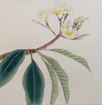 鸡蛋花