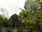 植物