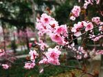 梅花