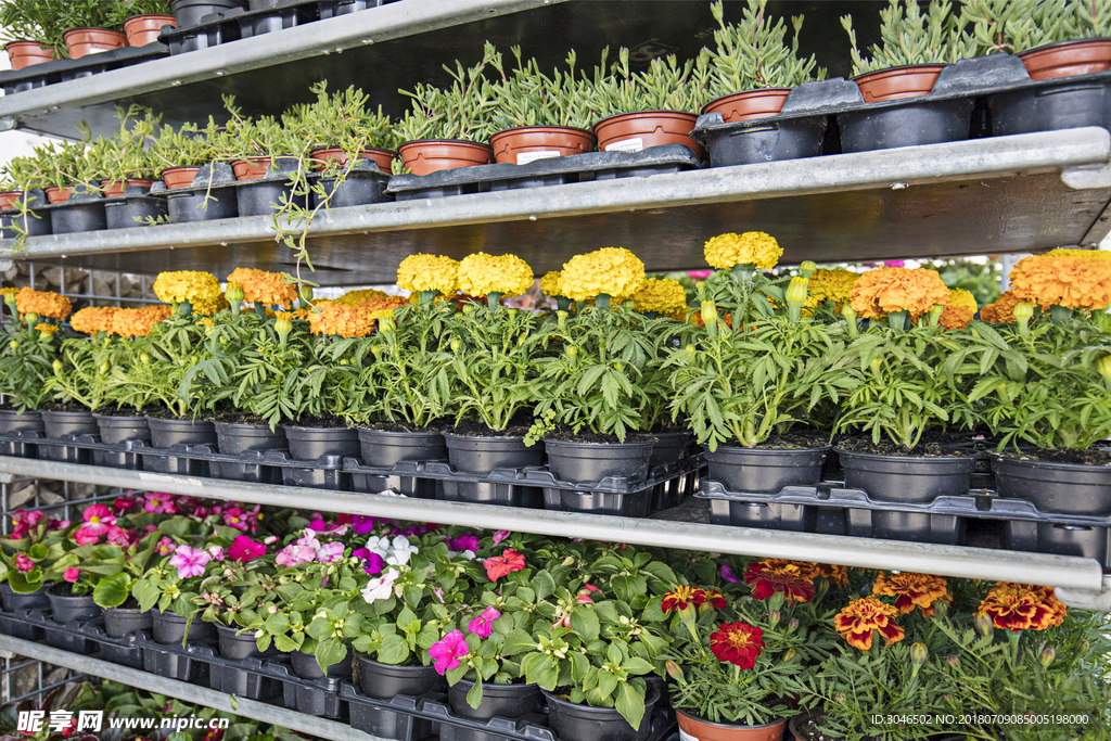 室内花卉盆栽种植基地花店