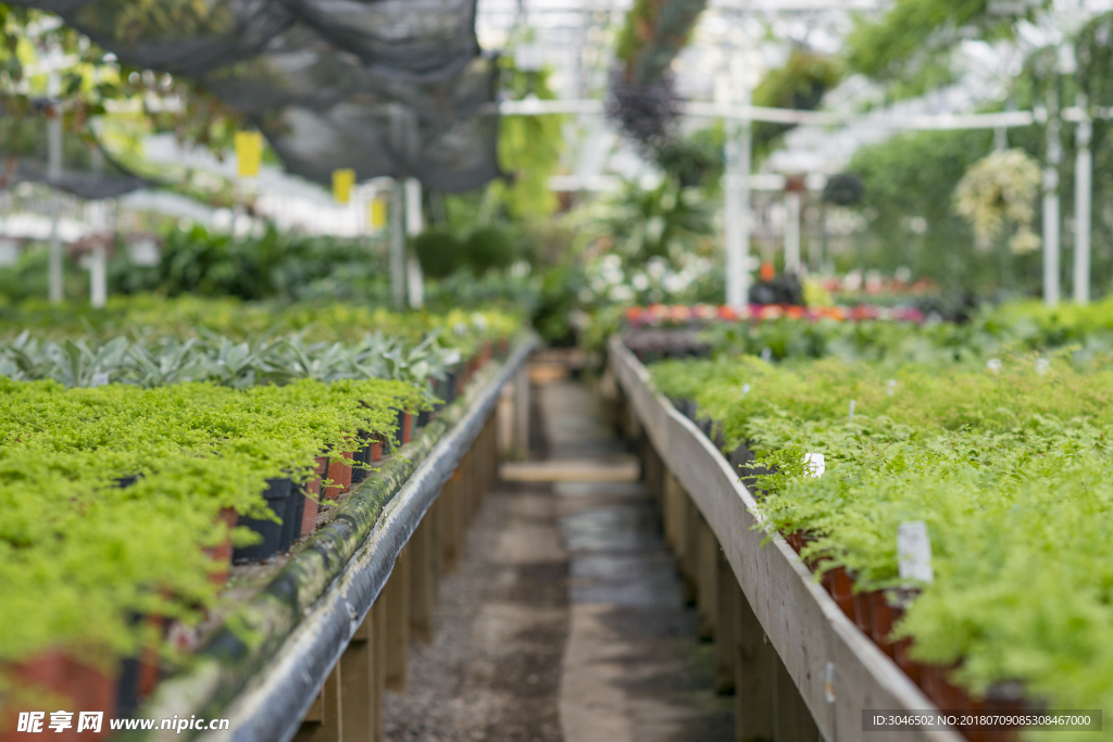 绿植盆栽种植基地