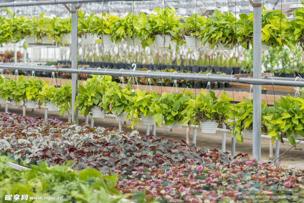 室内装饰盆栽绿萝种植基地