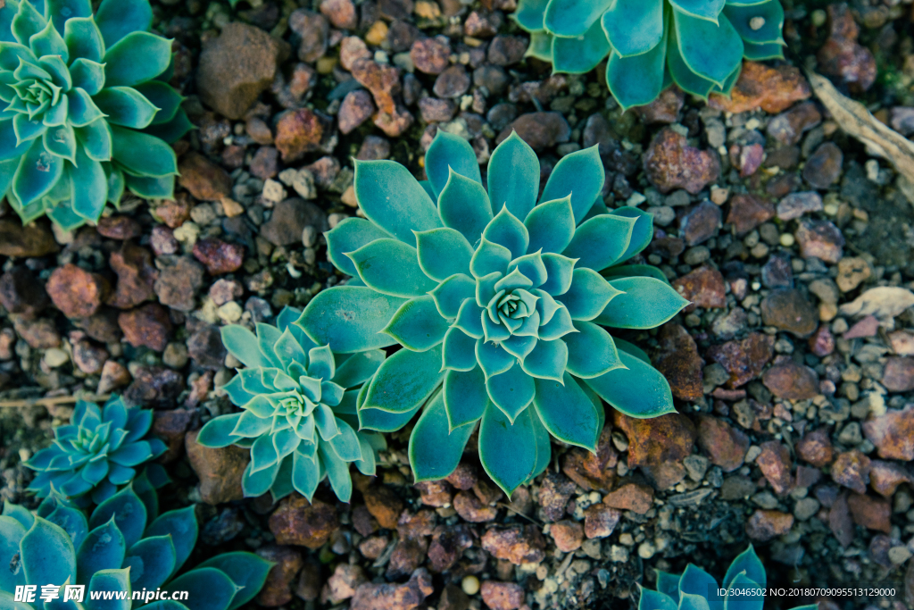 绿色多肉植物花卉盆景