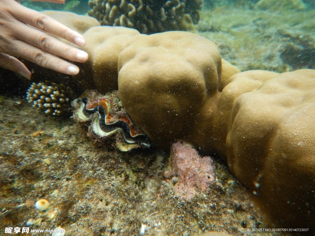 美丽的珊瑚礁与贝壳