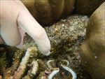 珊瑚礁和贝壳