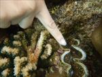 海洋生物