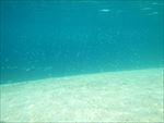 清澈的海水和小鱼