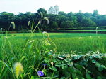 田野