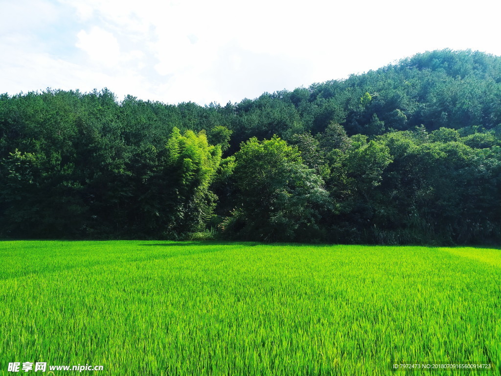 田野