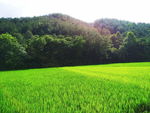 田野