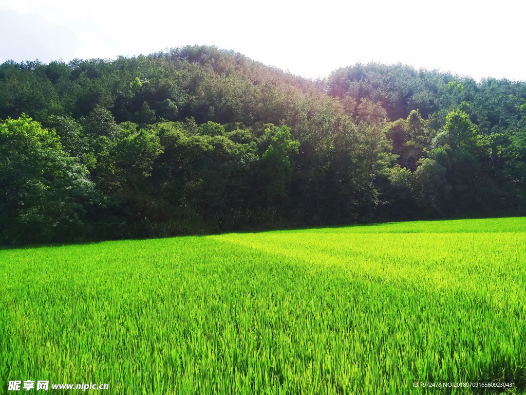 田野