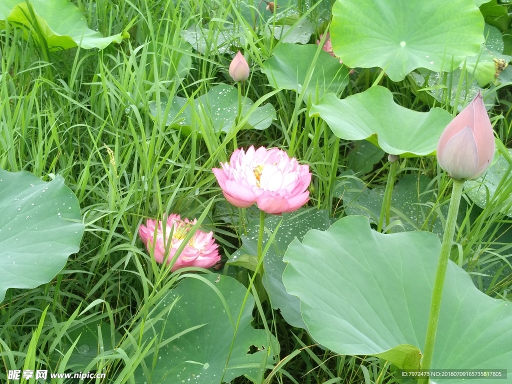 荷花