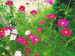 格桑花
