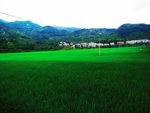 田园风光