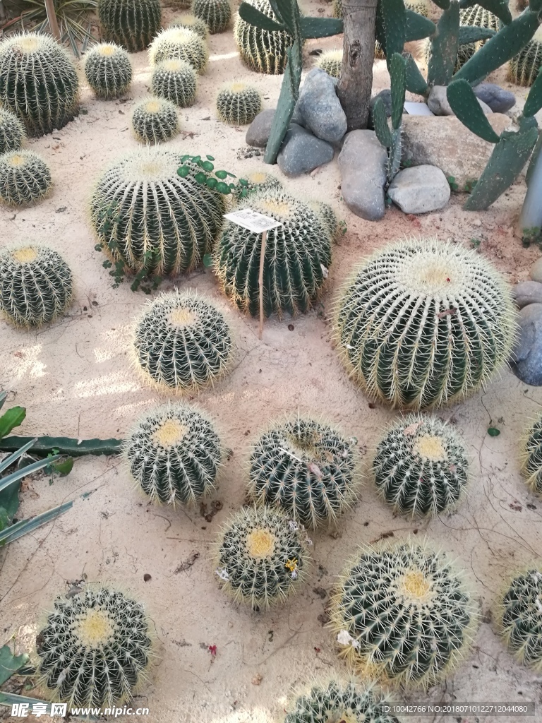 仙人球