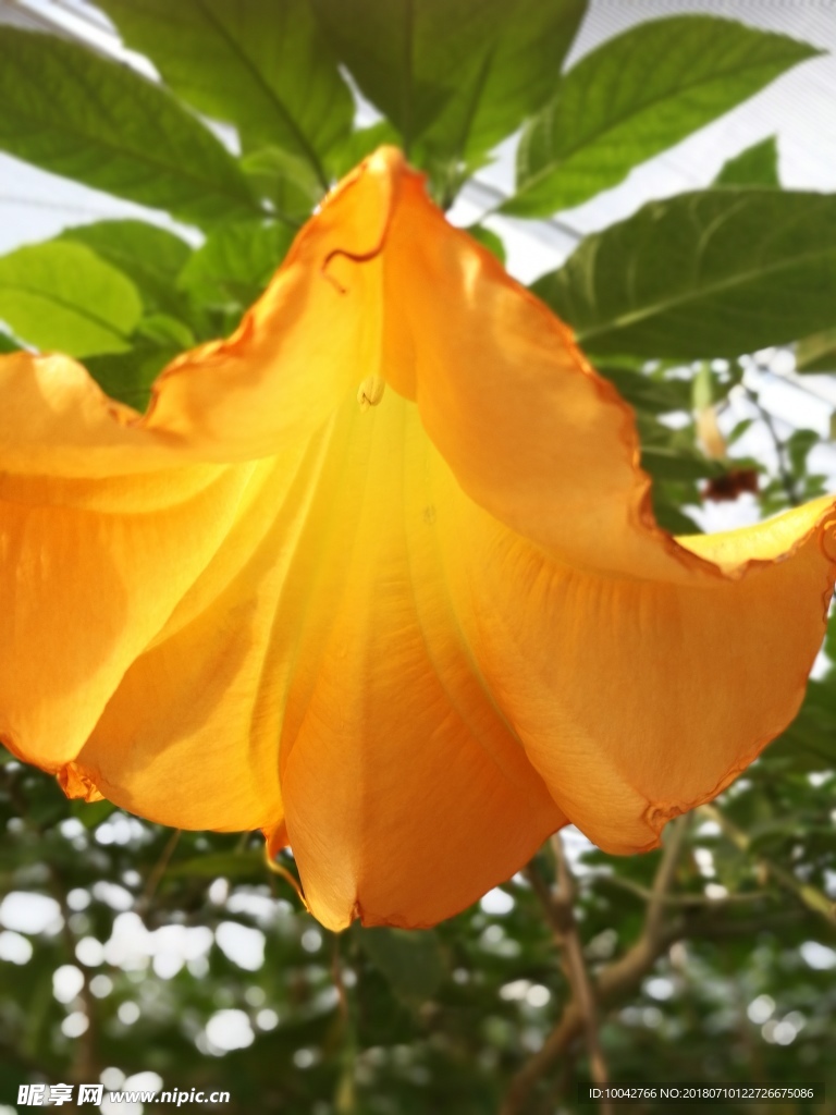 花卉