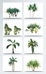 植物