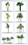 植物