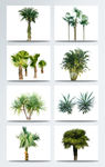 植物