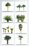 植物